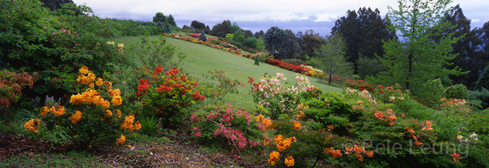 AV04-National Rhododendron Gardens 32a.jpg